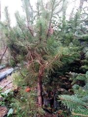 Pinus Pinea Fıstık Çamı Fidanı Boy 250 cm-Gövde Çevresi 14-18 cm
