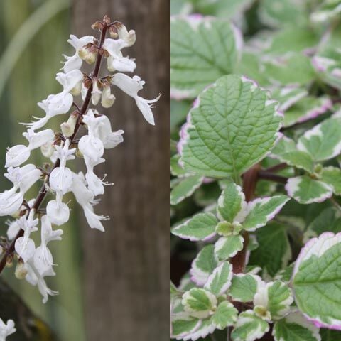 Adaçayı Kokulu Plectranthus Madagascariensis Variegata 'Lynne'