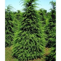 Tsuga Canadensis - Kanada Sugası 75 cm