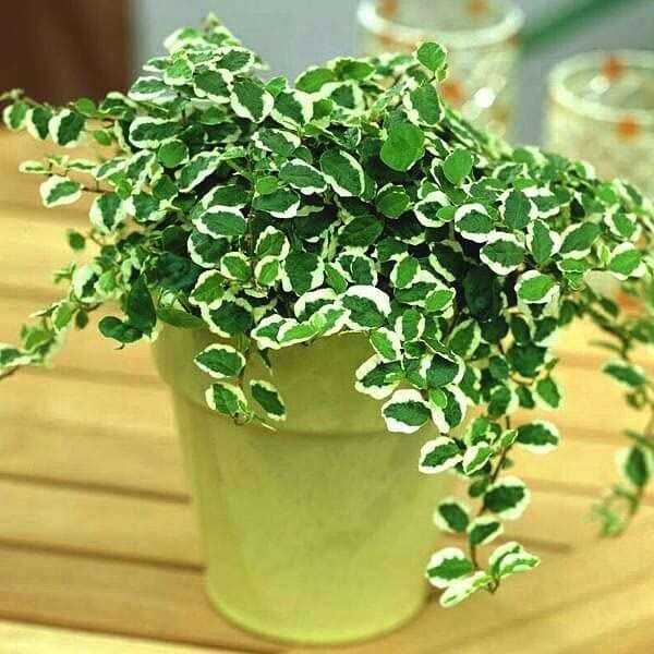 Ficus Pumila Variegata