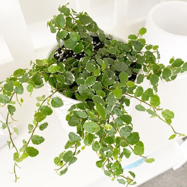 Ficus Pumila Variegata