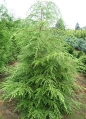 Tsuga Canadensis - Kanada Sugası 75 cm