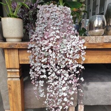 Kalp Kalbe Karşı Bitkisi Ceropegia Woodii 0-20 cm
