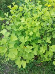 Ginkgo Biloba Fidanı 100-120 cm