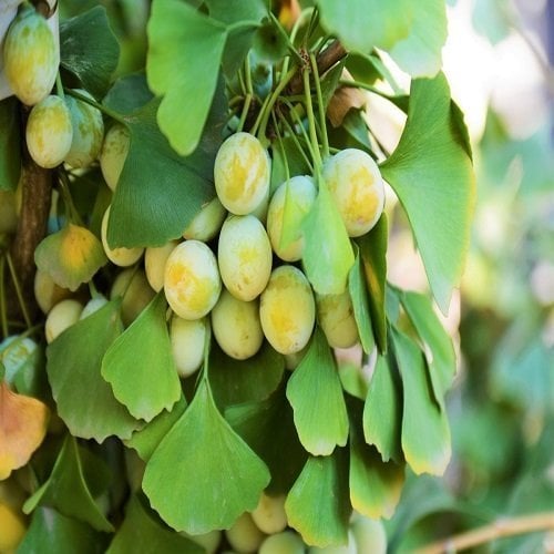 Ginkgo Biloba Fidanı 100-120 cm