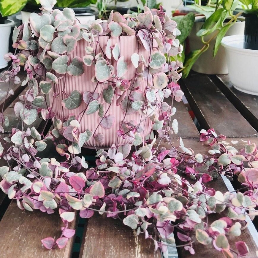 Kalp Kalbe Karşı Bitkisi Ceropegia Woodii 0-20 cm