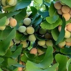 Ginkgo Biloba Fidanı 100-120 cm