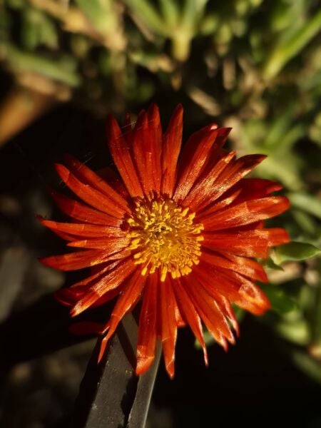 İzmir Güzeli Çiçeği