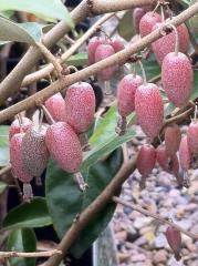 Eleagnus Ebbingei (Alacalı Kış İğdesi ) Fidanı 6 Yaş-230 cm