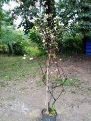 Eleagnus Ebbingei (Alacalı Kış İğdesi ) Fidanı 6 Yaş-230 cm