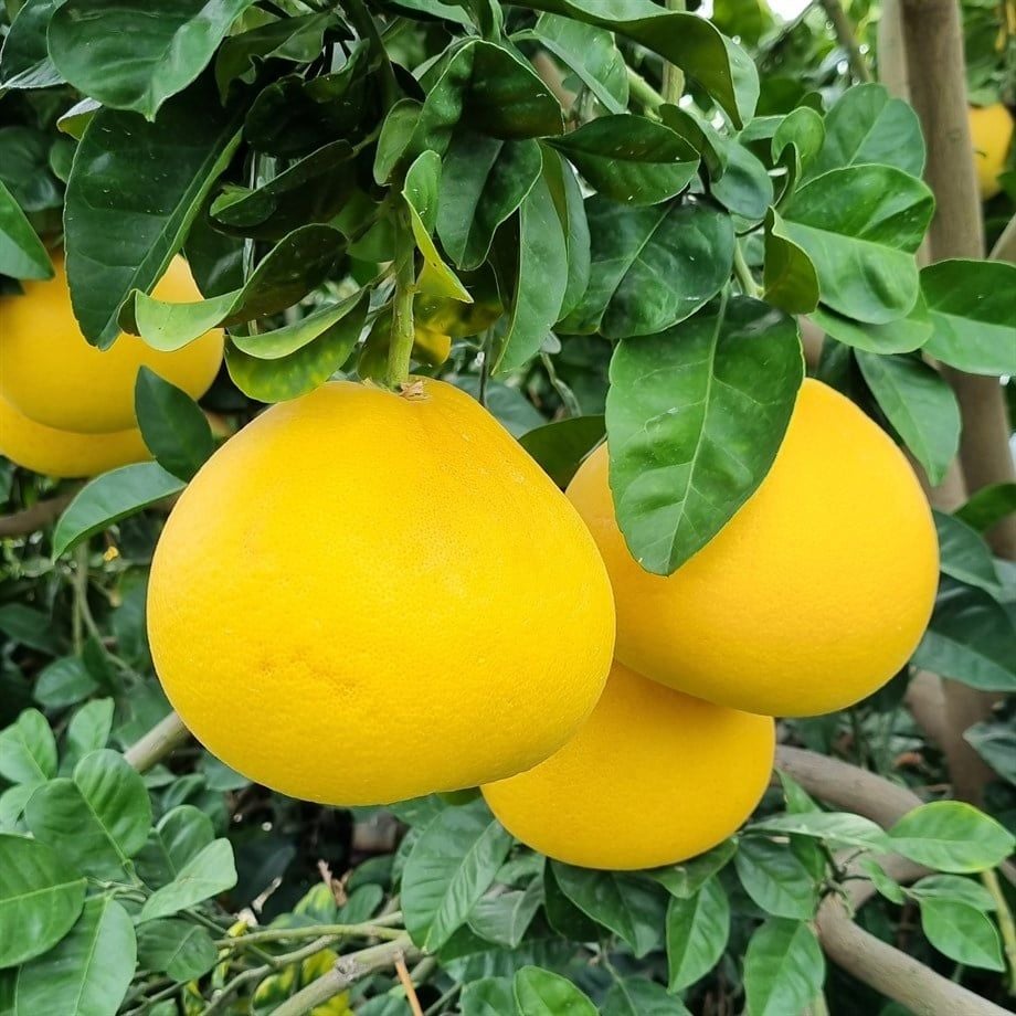 Pomelo (Shaddock) Fidanı 120-150 cm ( İçi Kırmızı Olan Çeşit)