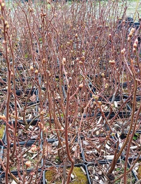 İthal Yaban Mersini Fidanı 2 Yaş- 50-70 cm