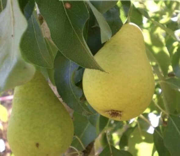 İbrik Armutu Fidanı 120-140 cm