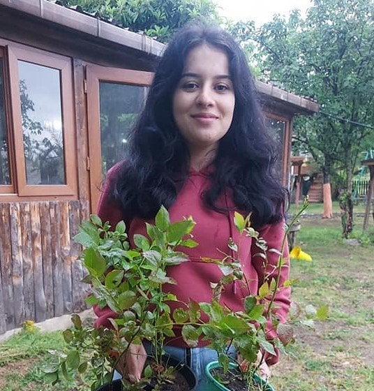 İthal Yaban Mersini Fidanı 2 Yaş- 50-70 cm