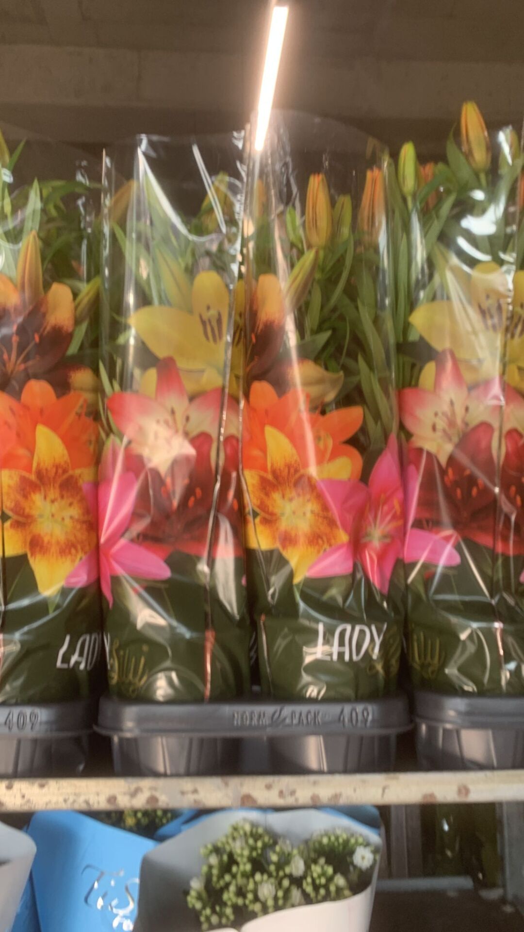 Lilyum Fidanı ithal Üzeri Çiçekli