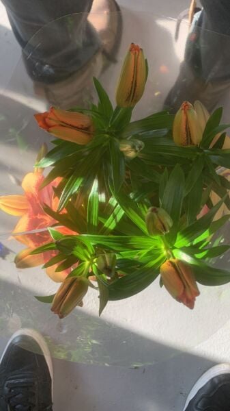 Lilyum Fidanı ithal Üzeri Çiçekli