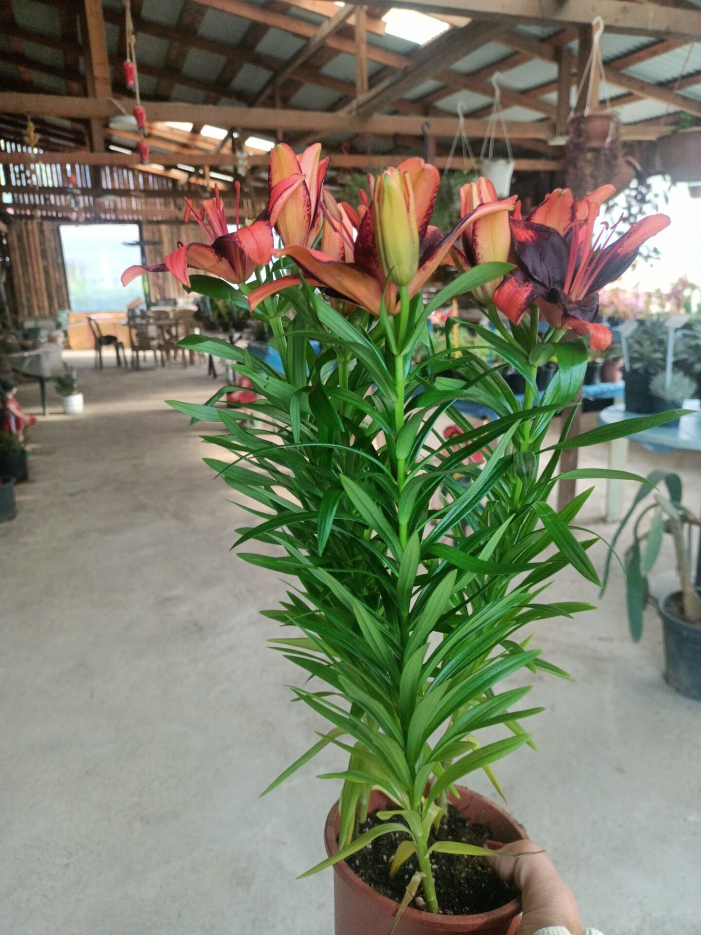 Lilyum Fidanı ithal Üzeri Çiçekli