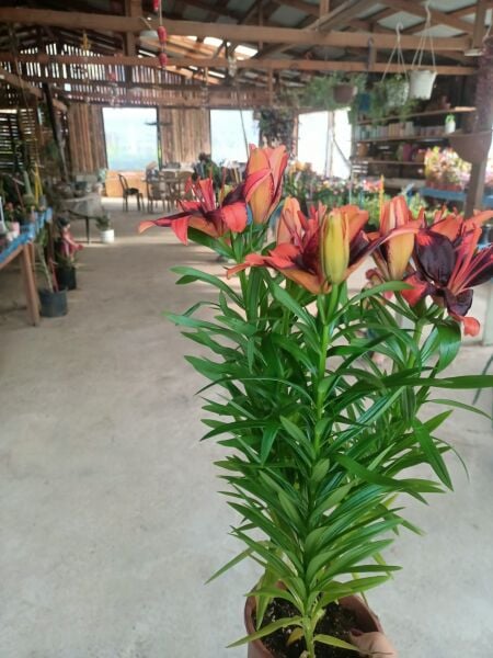 Lilyum Fidanı ithal Üzeri Çiçekli