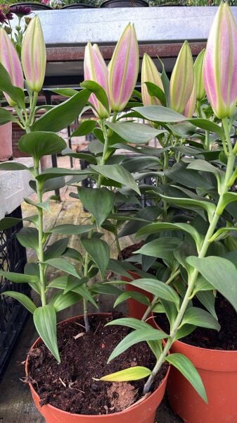 Lilyum Fidanı ithal-Üzeri bol çiçekli-parfüm kokulu