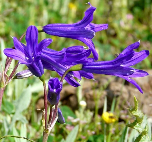 Ixiolirion Tataricum Saksı İçinde 1 Adet Canlı Soğan