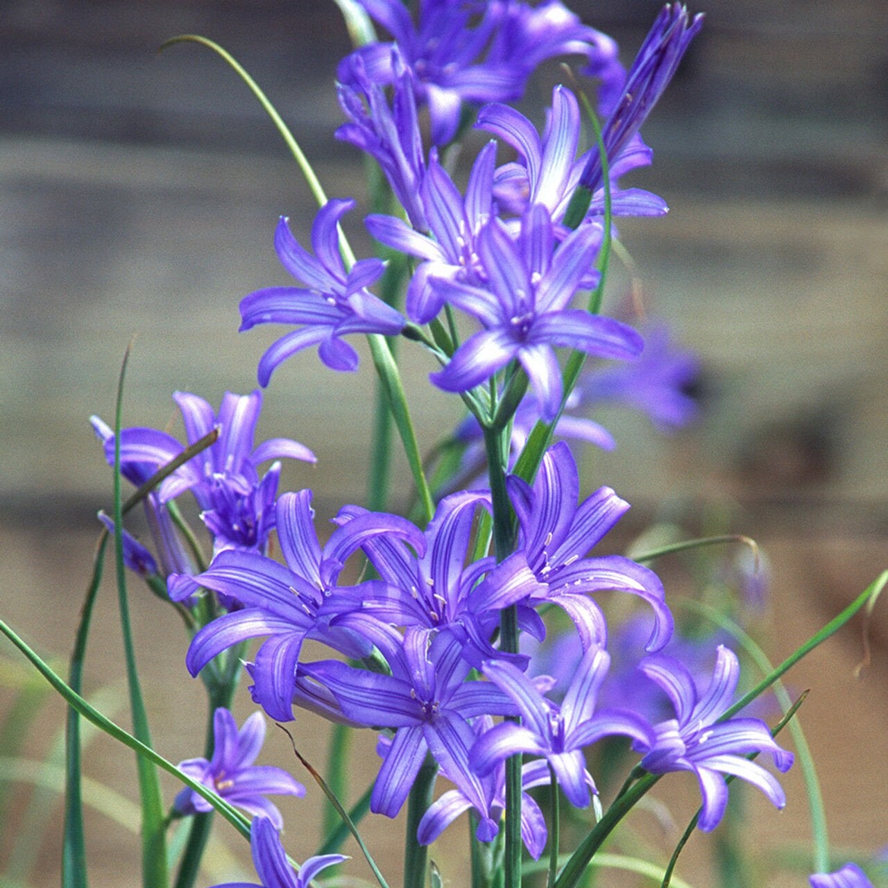 Ixiolirion Tataricum Saksı İçinde 1 Adet Canlı Soğan