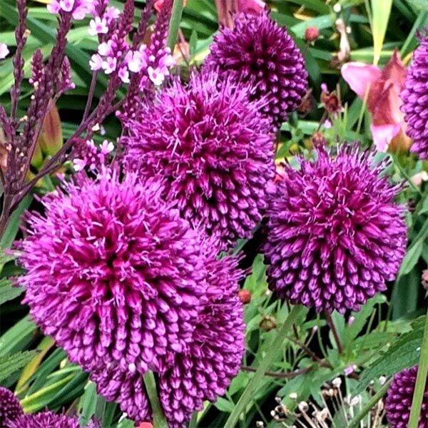 Allium Sphaerocephalon Saksı içinde 1 Adet Canlı Soğan