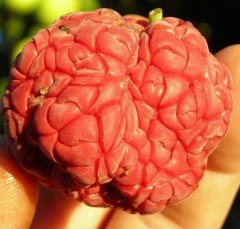 Che Melon Berry Fidanı Aşılı 8 Yaş- Boy 200 cm