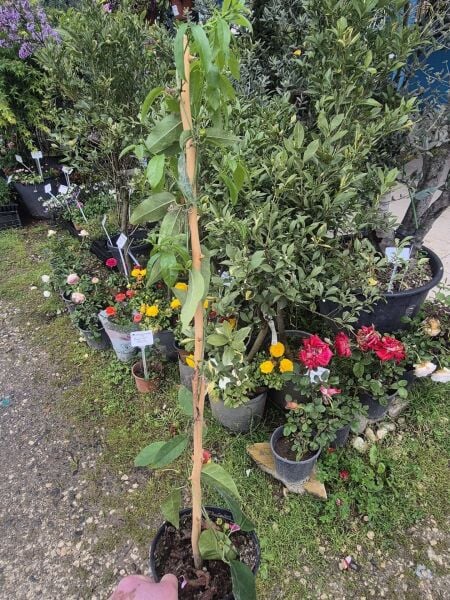 Bignonia Pyrostegia Brezilya Alev Sarmaşığı Fidanı 100 cm-Anac fidan