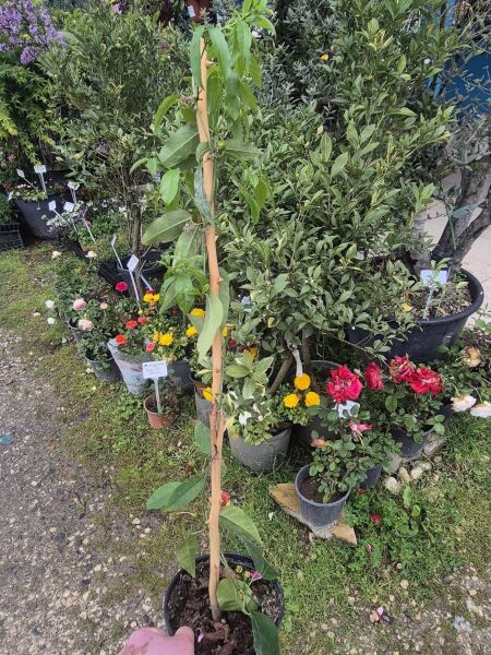 Bignonia Pyrostegia Brezilya Alev Sarmaşığı Fidanı 40-60 cm-Anac fidan