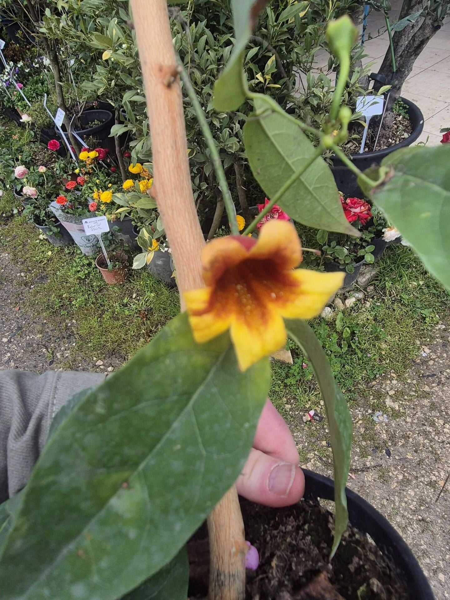 Bignonia Pyrostegia Brezilya Alev Sarmaşığı Fidanı 100 cm-Anac fidan