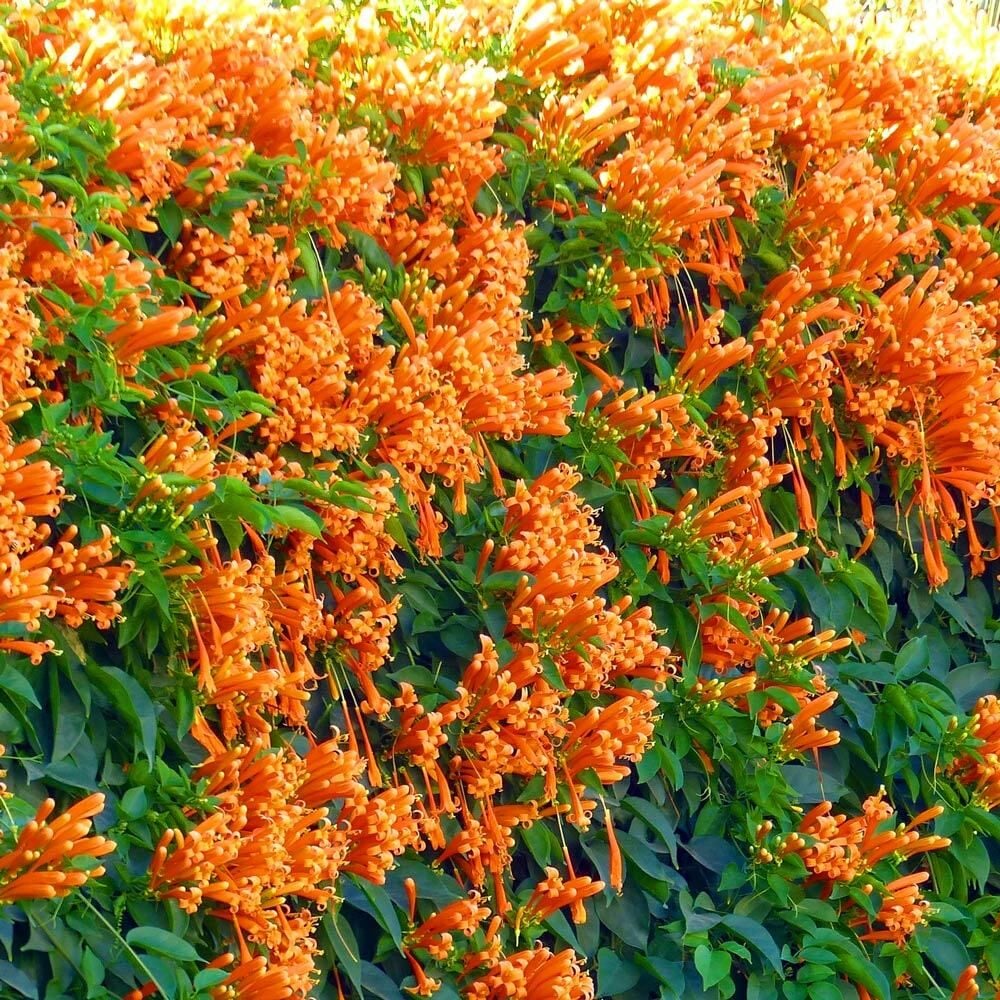 Bignonia Pyrostegia Brezilya Alev Sarmaşığı Fidanı 20 cm