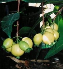 Rose Apple Fruit ( Gül Elması) Fidanı Boy 20 cm