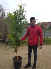 Rose Apple Fruit ( Gül Elması) Fidanı 8-10 Yaş-Boy 200 cm-Meyve verme Yaşında