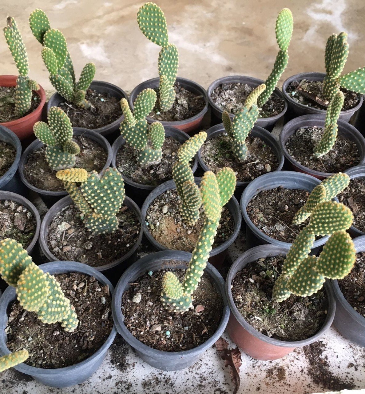 Opuntia Microdasys Albata Tavşan Kulağı Kaktüs
