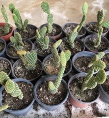 Opuntia Microdasys Albata Tavşan Kulağı Kaktüs