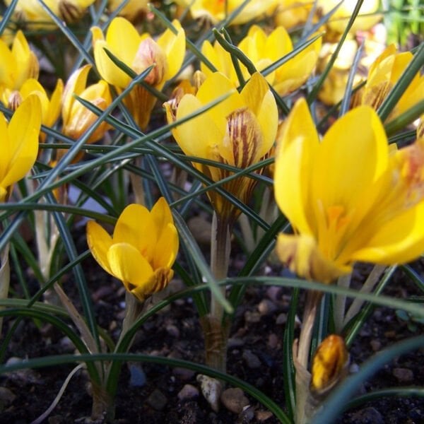 Crocus Chrysanthus 'Fuscotinctus-Saksı içinde 1 Adet Canlı Soğan