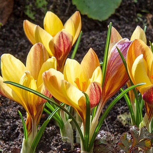 Crocus Chrysanthus 'Fuscotinctus-Saksı içinde 1 Adet Canlı Soğan