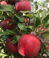 Ordu Şehri-İçi Dışı Kırmızı Elma Fidanı Doğal-140-150 cm-3-4 Yaş-Tüplü