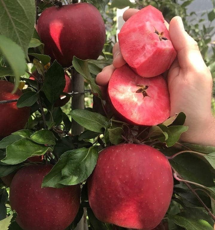 Ordu Şehri-İçi Dışı Kırmızı Elma Fidanı Doğal-140-150 cm-3-4 Yaş-Tüplü