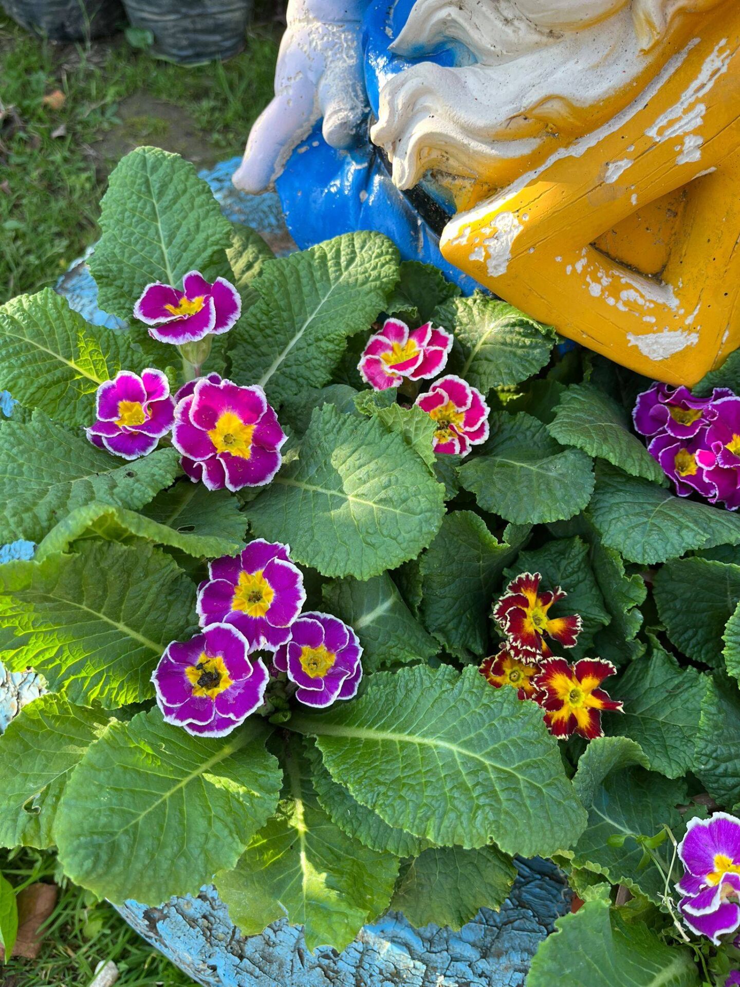 İthal Çuha Çiçeği (Primula) Fidanı-Saksılı-Rengarenk