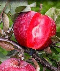 Ordu Şehri-İçi Dışı Kırmızı Elma Fidanı Doğal-140-150 cm-3-4 Yaş-Tüplü