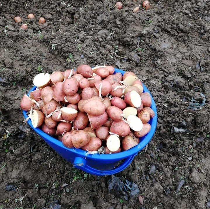 1 Kilo Tatlı Patates Meyvesi Turuncu Erato Orange Sweet Potato-Kızartmalık-Haşlamalık ve Sofralık