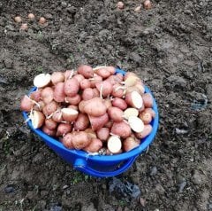 1 Kilo Tatlı Patates Meyvesi Turuncu Erato Orange Sweet Potato-Kızartmalık-Haşlamalık ve Sofralık