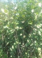 Ordu Şehri-İçi Dışı Kırmızı Elma Fidanı Doğal-140-150 cm-3-4 Yaş-Tüplü