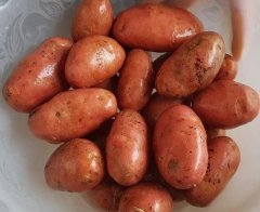 1 Kilo Tatlı Patates Meyvesi Turuncu Erato Orange Sweet Potato-Kızartmalık-Haşlamalık ve Sofralık