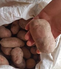 1 Kilo Tatlı Patates Meyvesi Turuncu Erato Orange Sweet Potato-Kızartmalık-Haşlamalık ve Sofralık