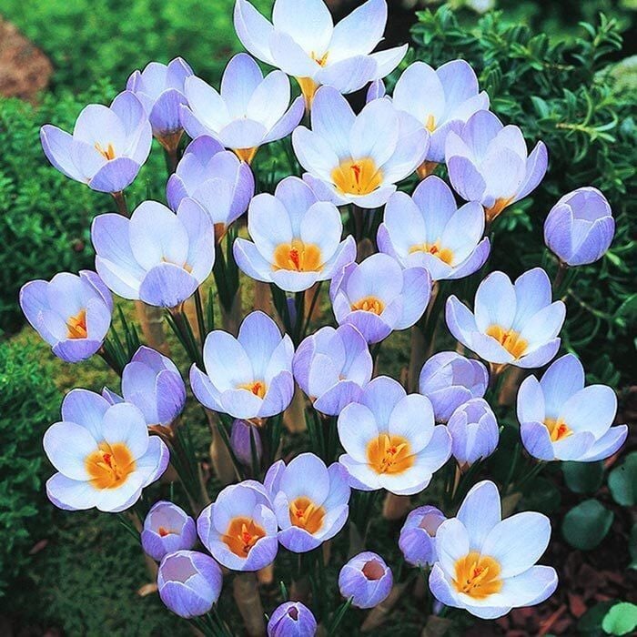 Beyaz Jeanne Darc Çiğdem Saksı içinde 1 Adet Canlı Soğan