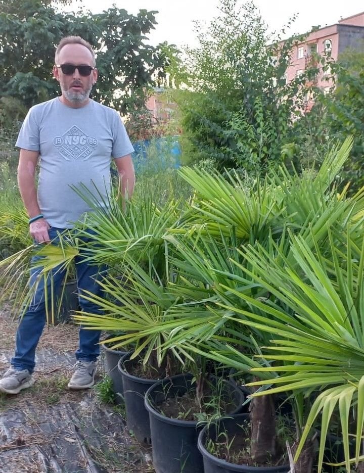 Washingtonia Filifera Palmiye fidanı 120 cm