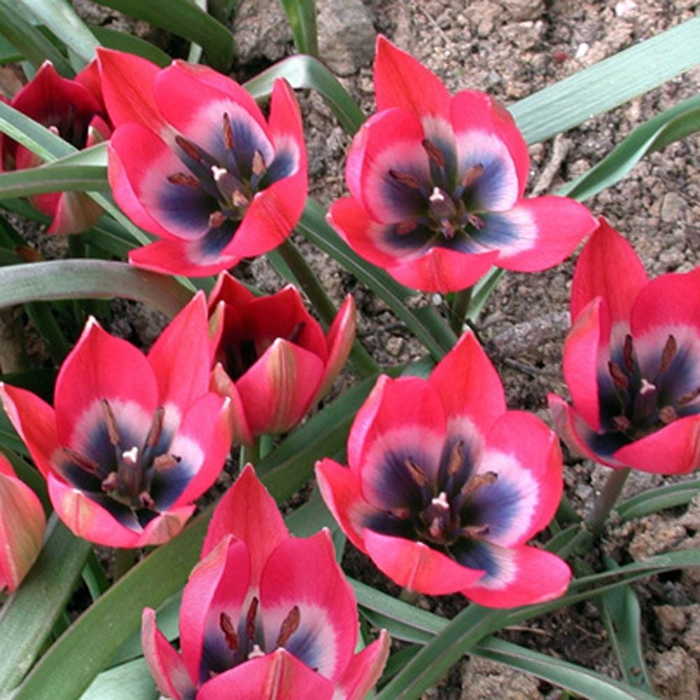Tulipa 'Little Beauty' Saksı içinde 1 Adet Canlı Soğan
