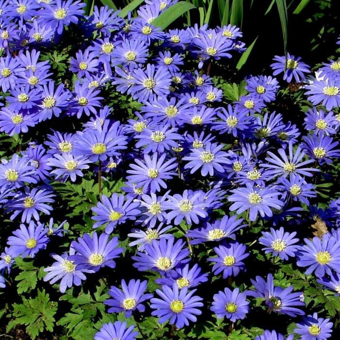 Anemone Blanda Blue Saksı içinde 1 Adet Canlı Soğan
